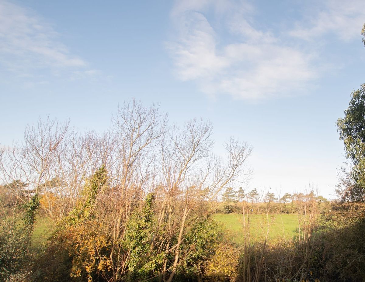 A view across scrub and reed beds to open marsh and trees in late afternoon light