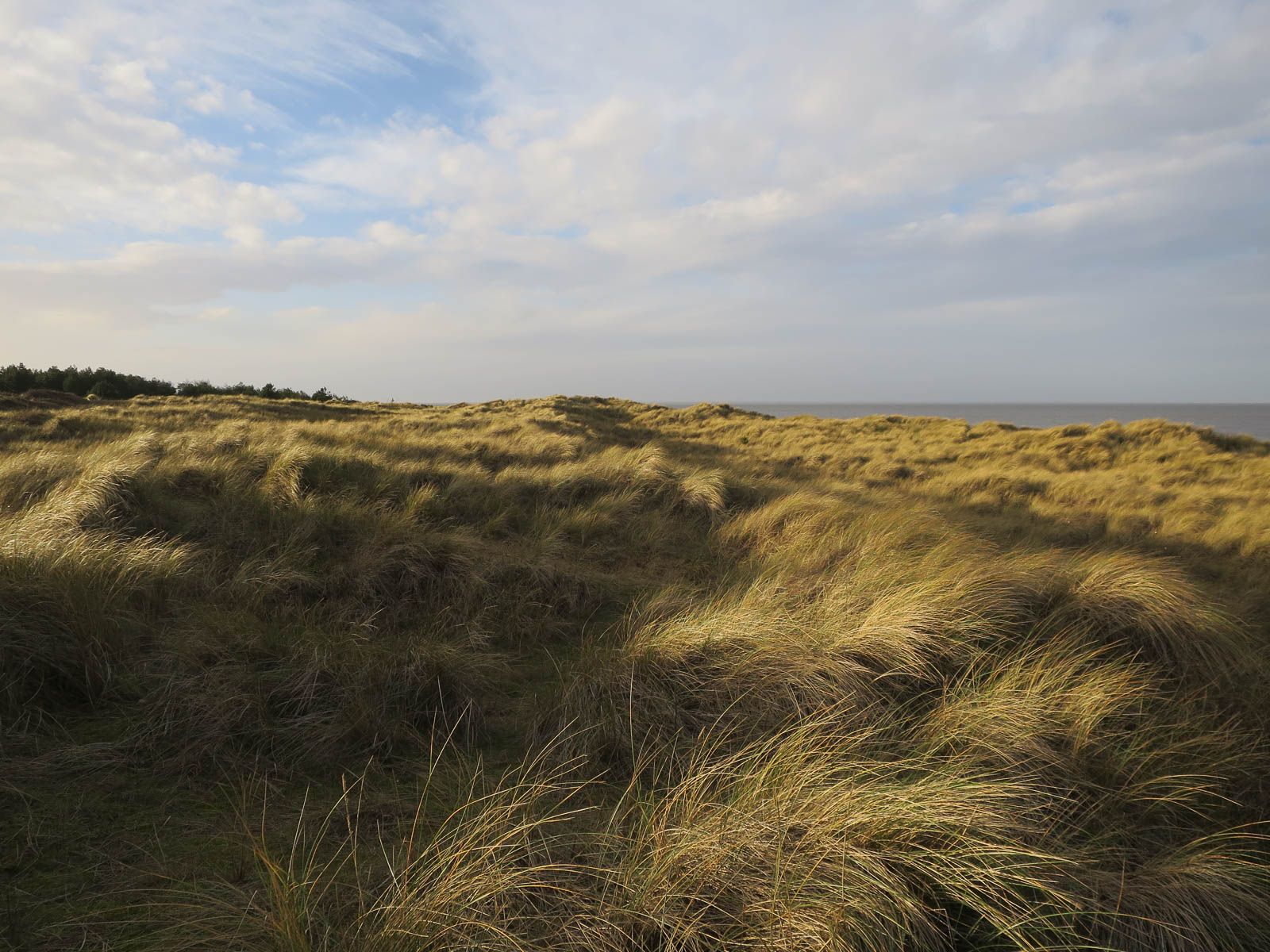 Rolling dunes covered in golden marram grass at Holme Dunes under a pale, cloud-streaked sky, with the sea on the horizon.