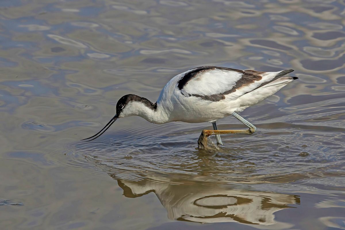 A black and white pied avocet wading and feeding in shallow water at Titchwell Marsh, its reflection below it.