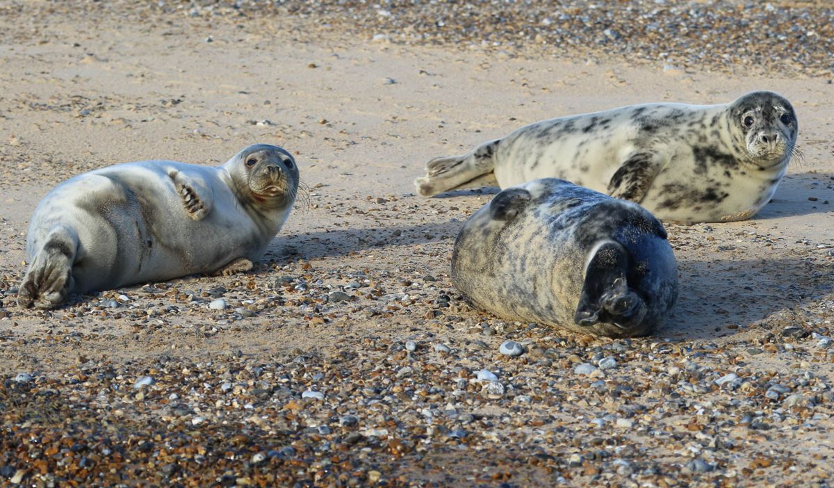 Three grey seal pups lying on the sand and shingle at Blakeney Point.