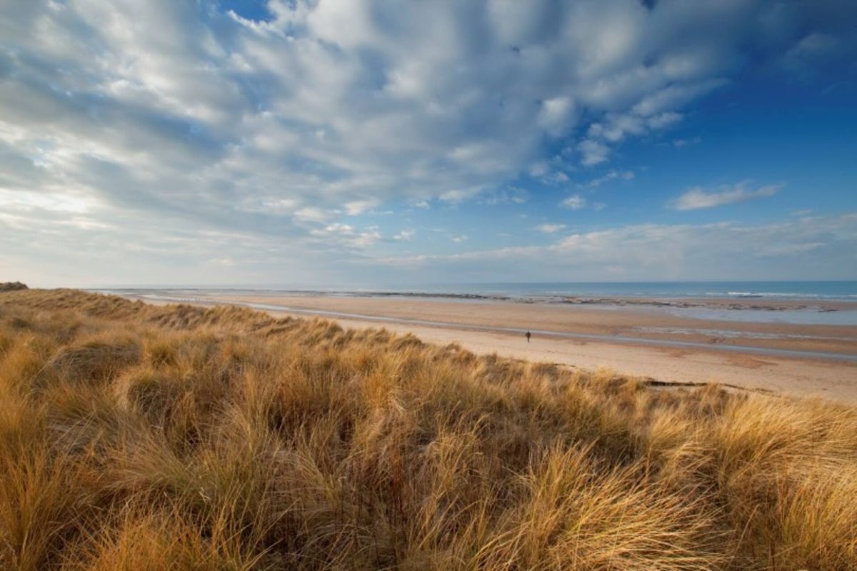 Marram grass on the dunes, looking down to a wide sandy beach and the sea under a big sky